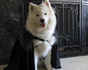 inteligencia habilitar estoy de acuerdo con Perros disfrazados de Game of Thrones - Conociendo a mi perro