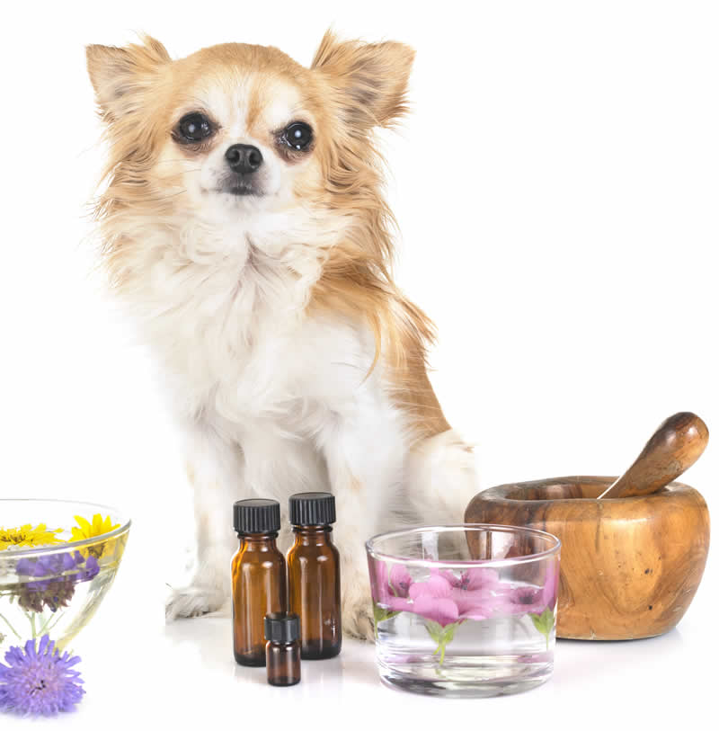 aromaterapia canina