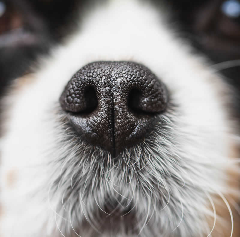nariz de los perros