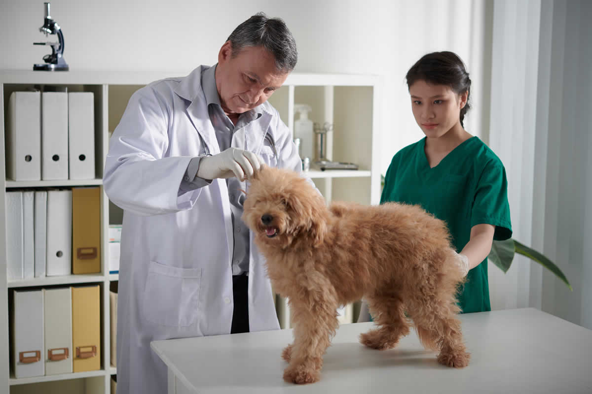 Desafíos de la medicina veterinaria y el bienestar animal