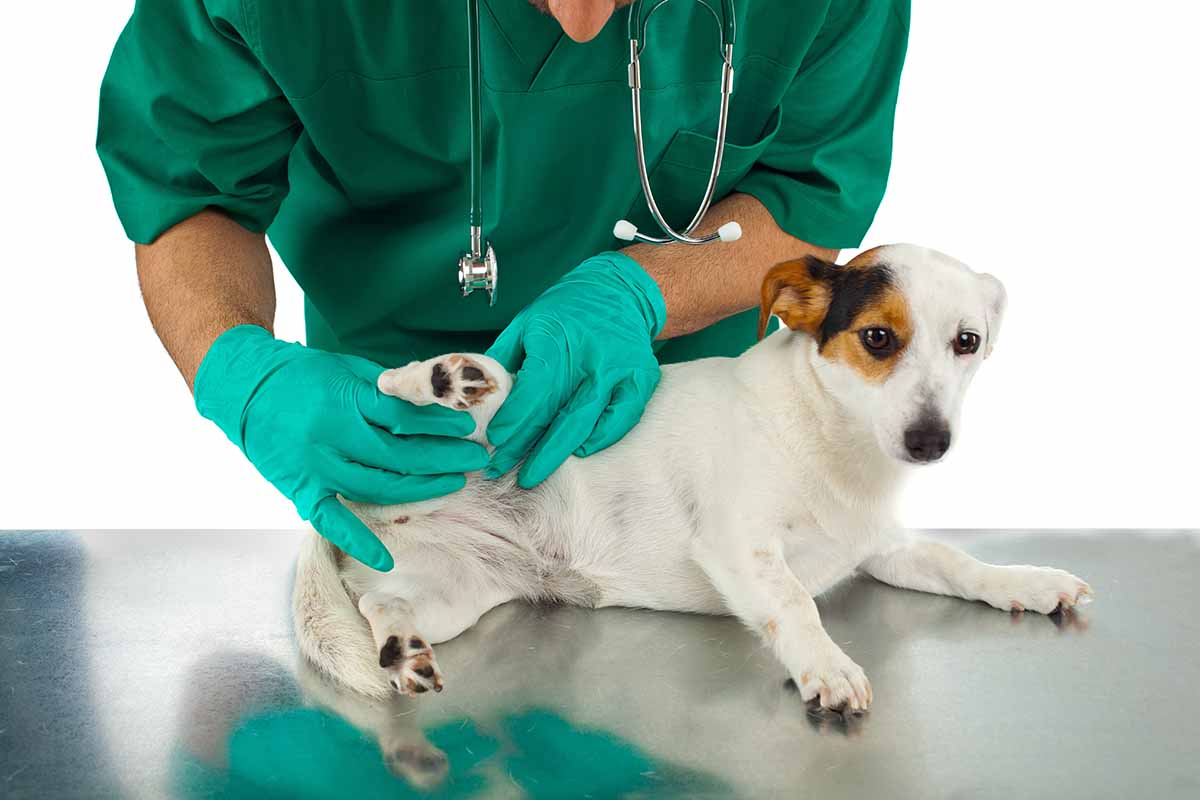 Cada cuándo se debe llevar a un perro al veterinario  