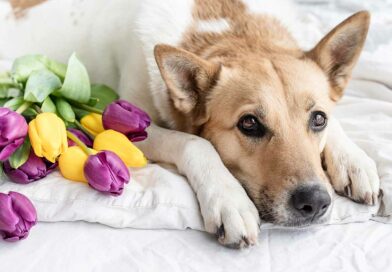 Primavera y perros, todo lo que debes saber