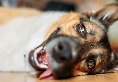 El golpe de calor en los perros: una amenaza para su salud